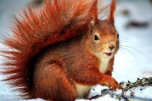 a squirrel in the snow