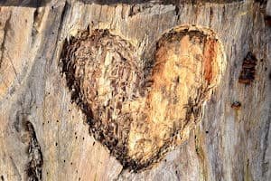 a heart carved in a tree trunk