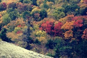 A view of autumn trees in Vermont