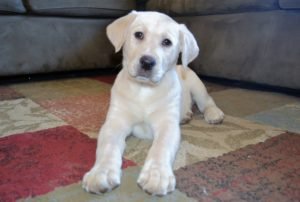 a lab puppy...