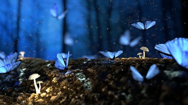 Love letter: blue butterflies in an enchanted forest