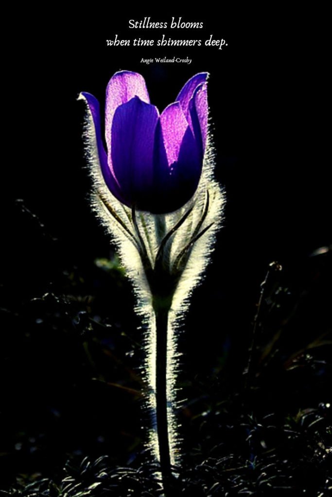 soulful quote with a purple flower...Stillness blooms when time shimmers deep.