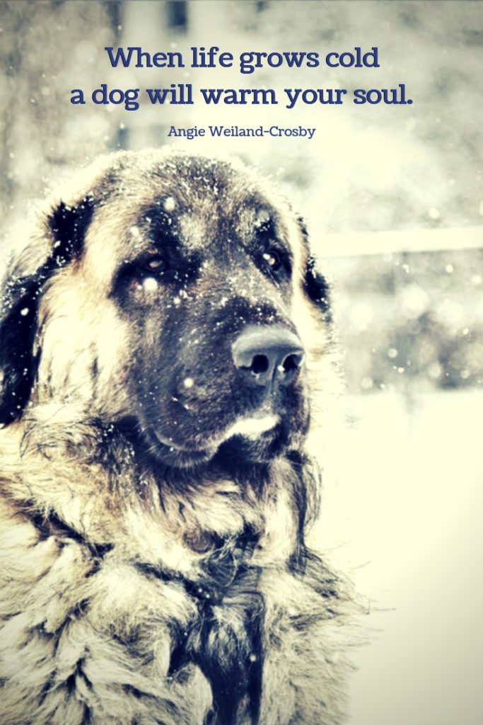 a dog in the snow with a winter quote...When life grows cold a dog will warm your soul.