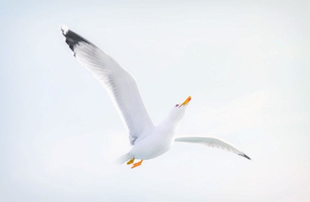 daughter, remember me like this...a white bird flying...