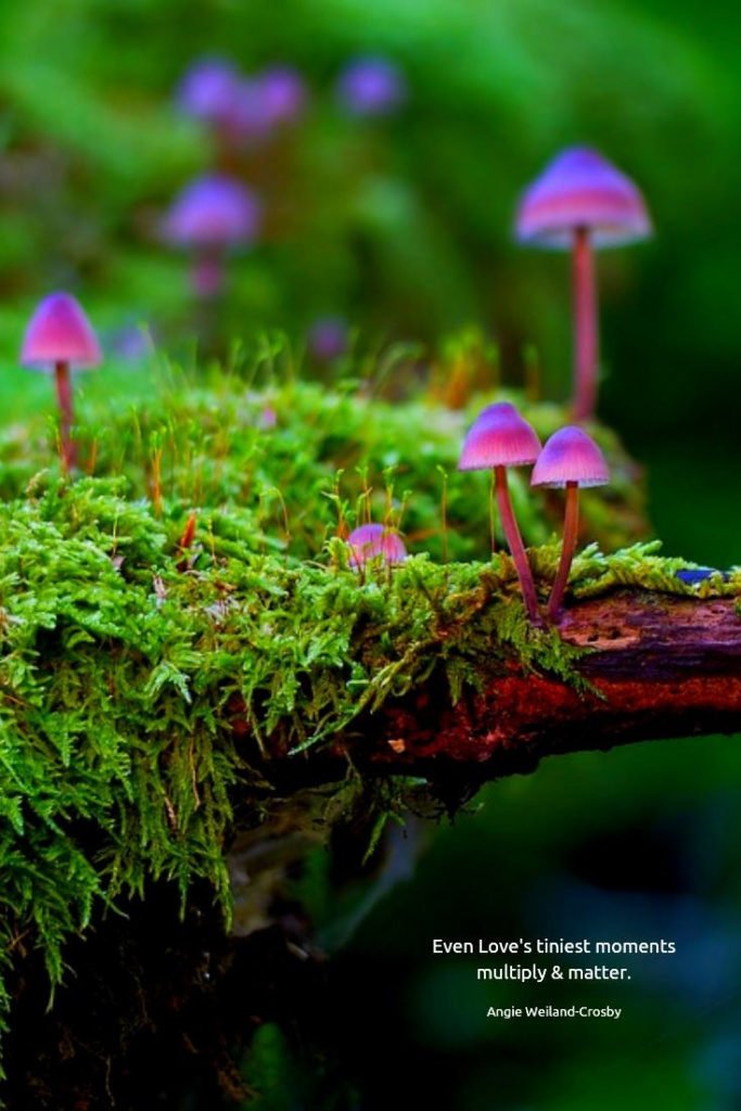 inspirational love quote with tiny mushrooms...