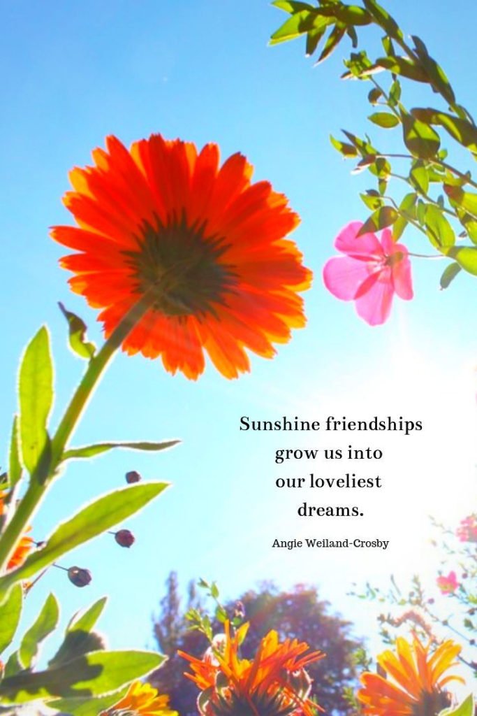 inspirational friendship quote with sunlit flowers...