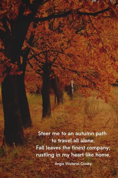 a picture of nature with a path and fall leaves...