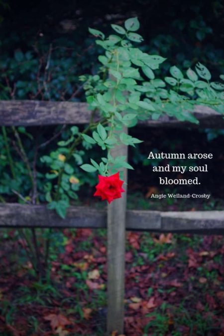 a beautiful fall red rose dangling over a wooden gate...