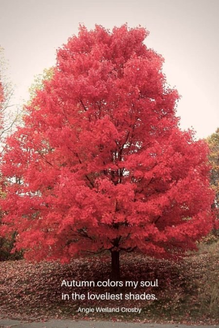 an autumn quote with an enchanting tree...