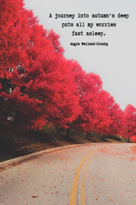 a beautiful picture of nature with trees with red leaves and a road...