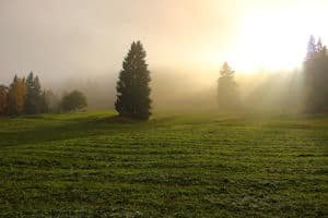 a sunlit green field with beautiful trees...