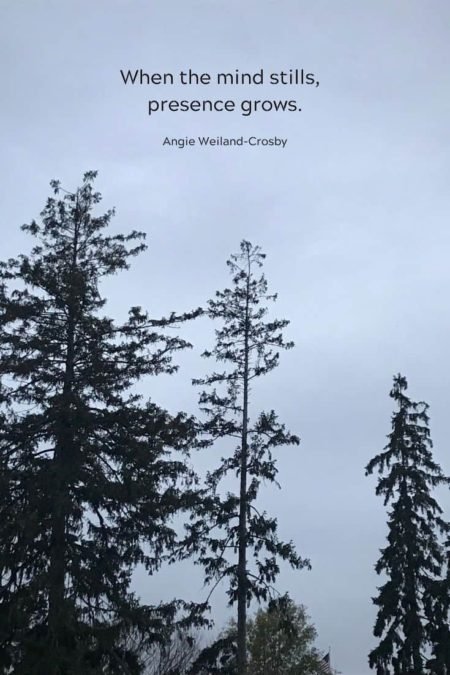 trees against a blue sky at dusk...