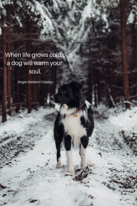 dog quote with a winter setting...photographer, Tadeusz Lakota