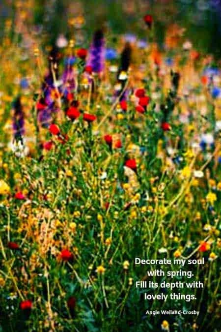 a beautiful meadow of wildflowers...