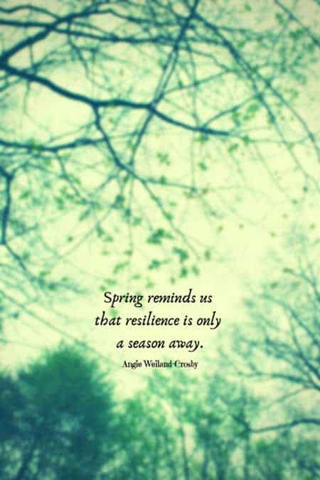 spring quote with green leaves on trees...