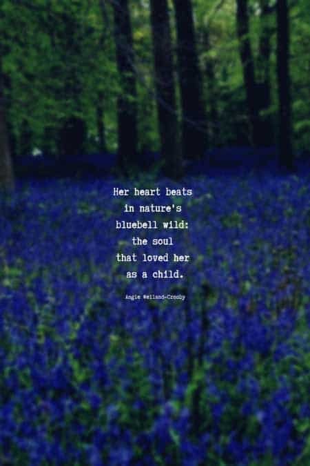 nature quote with a field of bluebells...