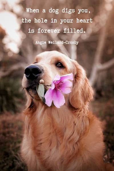 dog quote...