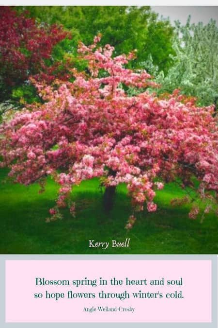 a crab apple tree in the spring | photography by Kerry Buell