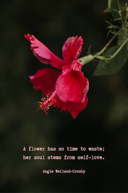 flower quote with a red flower...