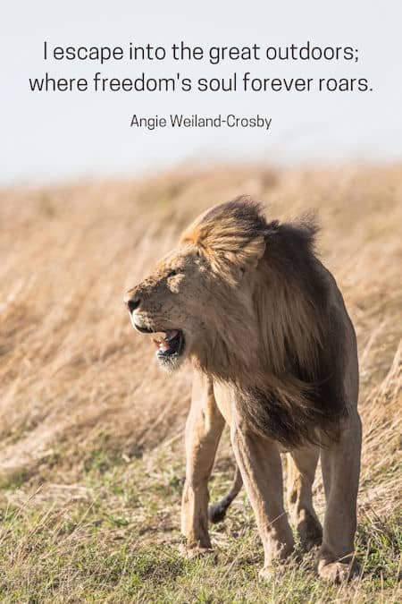 soul quote about the great outdoors with a picture of a lion...