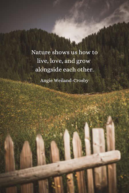 a picture of a gate with a forest and a wildflower meadow...