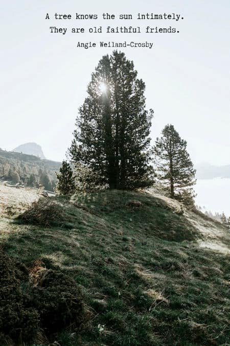 tree and sun quote about friendship with photography by Eberhard Grossgasteiger...