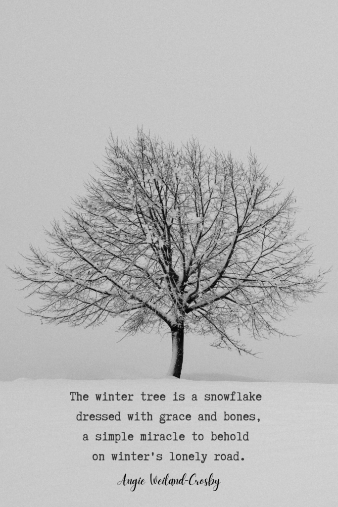 winter quote with a lone tree in snowfall | Photo by Fabian Betto