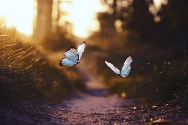 blue butterflies on a forest path with sunlight . . . 