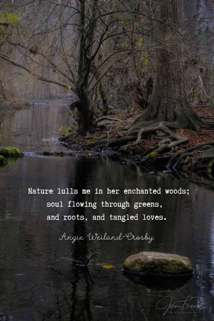 Forest Quote | Nature Photography of the Deep Woods by John Freud